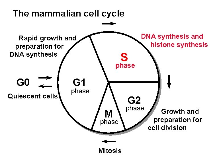 The mammalian cell cycle DNA synthesis and histone synthesis Rapid growth and preparation for