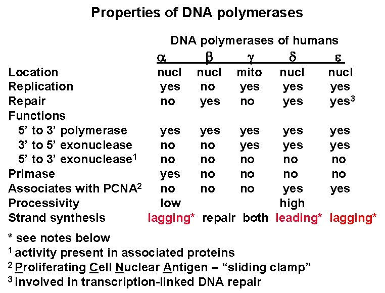 Properties of DNA polymerases a DNA polymerases of humans b g d Location nucl