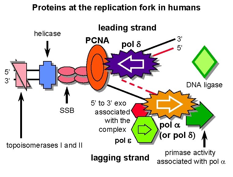 Proteins at the replication fork in humans helicase leading strand PCNA pol d 5’
