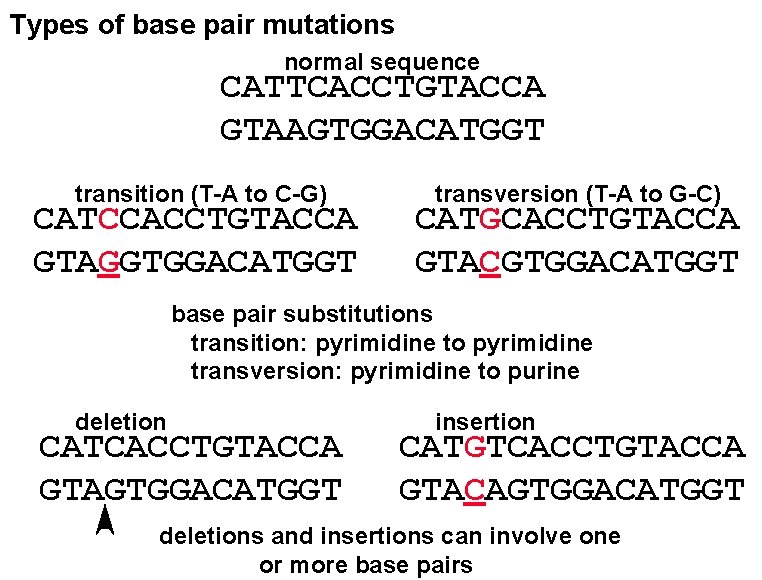 Types of base pair mutations normal sequence CATTCACCTGTACCA GTAAGTGGACATGGT transition (T-A to C-G) CATCCACCTGTACCA