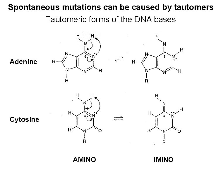 Spontaneous mutations can be caused by tautomers Tautomeric forms of the DNA bases Adenine