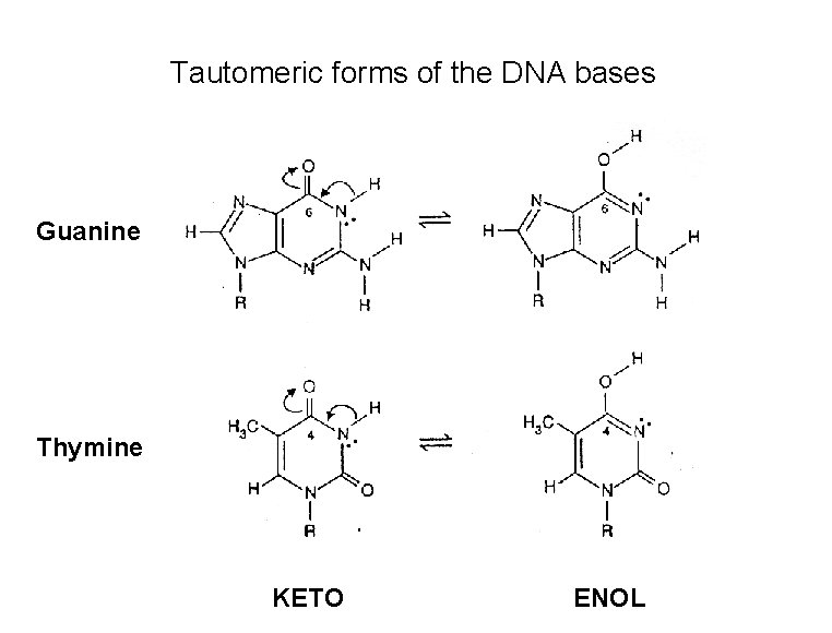 Tautomeric forms of the DNA bases Guanine Thymine KETO ENOL 