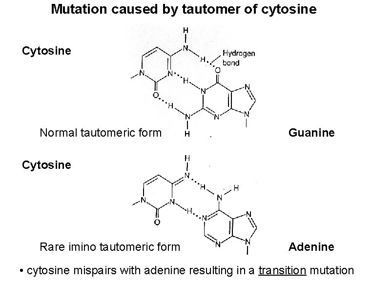 Mutation caused by tautomer of cytosine Cytosine Normal tautomeric form Guanine Cytosine Rare imino