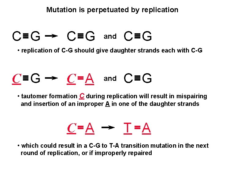 Mutation is perpetuated by replication C G and C G • replication of C-G