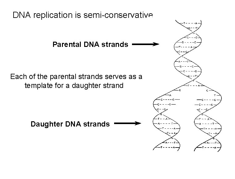 DNA replication is semi-conservative Parental DNA strands Each of the parental strands serves as