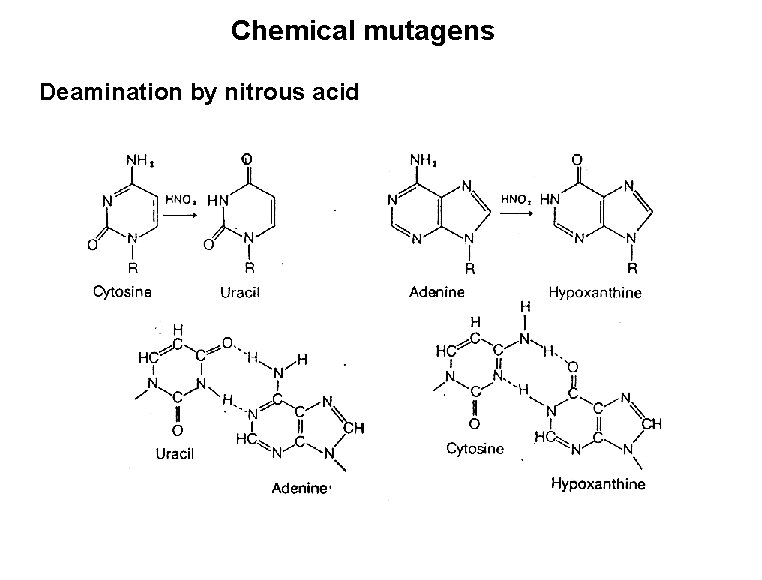 Chemical mutagens Deamination by nitrous acid 