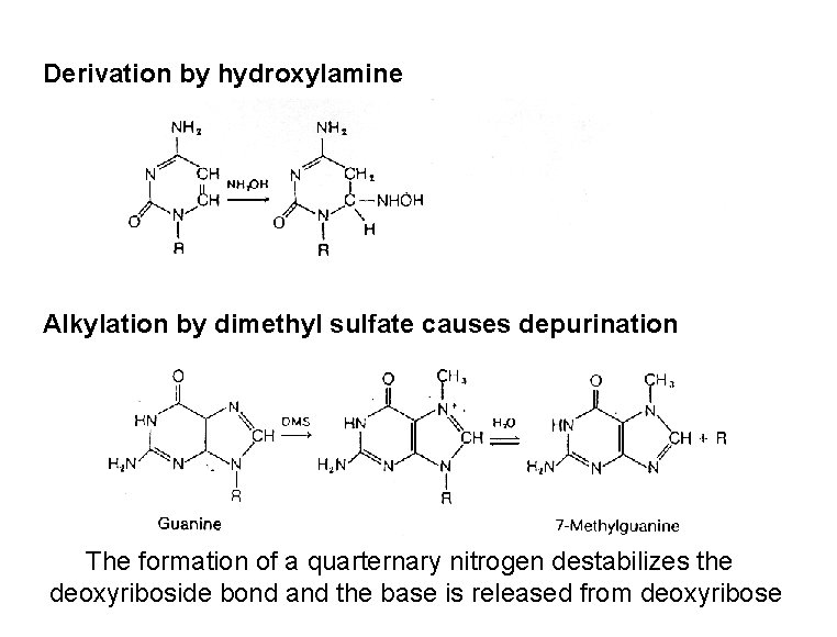 Derivation by hydroxylamine Alkylation by dimethyl sulfate causes depurination The formation of a quarternary