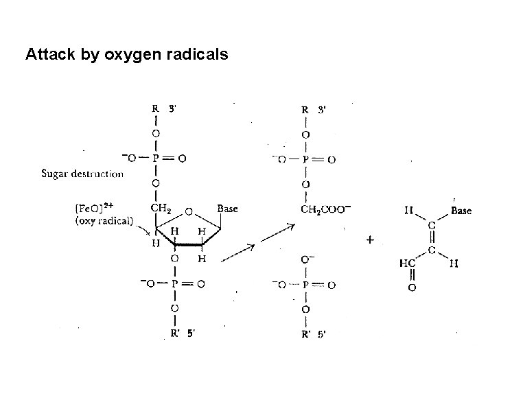 Attack by oxygen radicals 