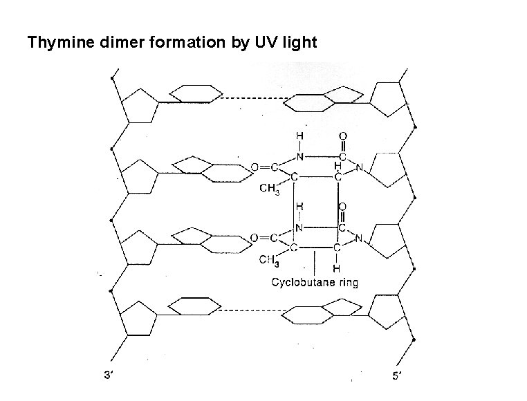 Thymine dimer formation by UV light 