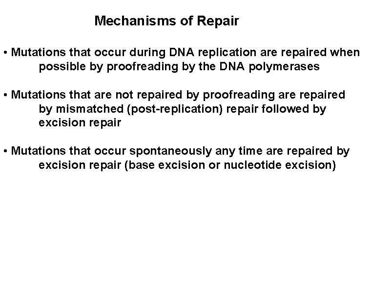 Mechanisms of Repair • Mutations that occur during DNA replication are repaired when possible