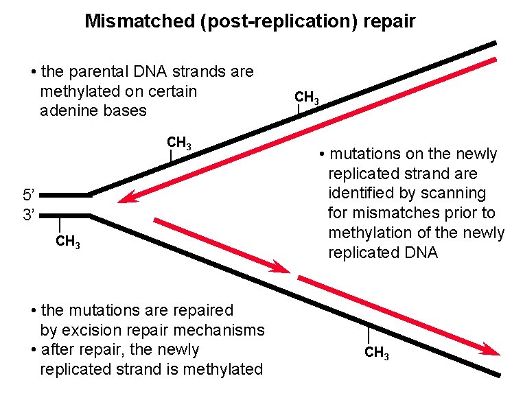 Mismatched (post-replication) repair • the parental DNA strands are methylated on certain adenine bases