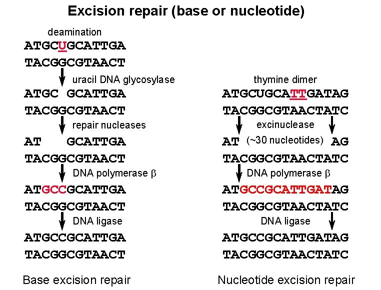 Excision repair (base or nucleotide) deamination ATGCUGCATTGA TACGGCGTAACT uracil DNA glycosylase ATGC GCATTGA TACGGCGTAACT