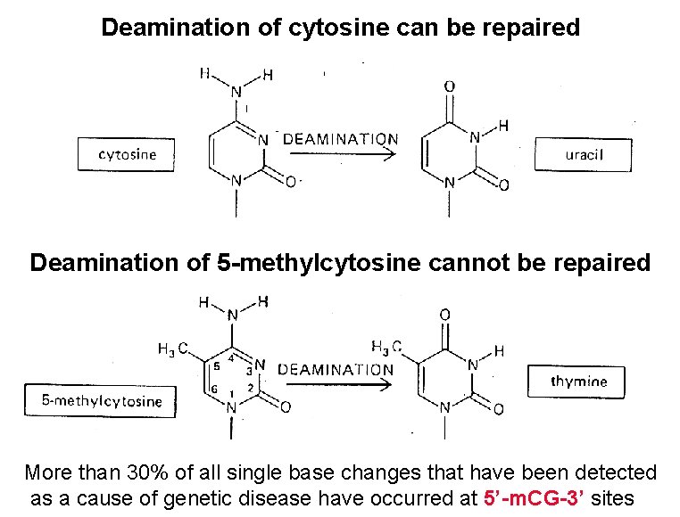 Deamination of cytosine can be repaired Deamination of 5 -methylcytosine cannot be repaired More