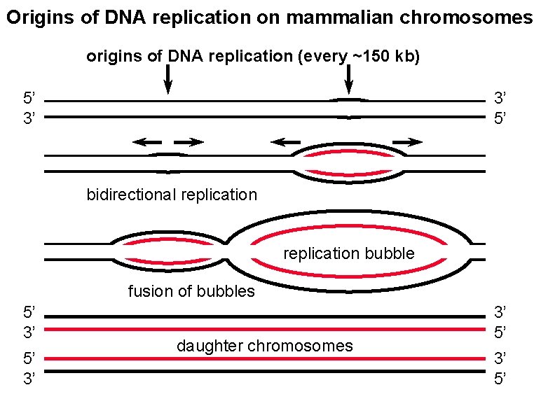 Origins of DNA replication on mammalian chromosomes origins of DNA replication (every ~150 kb)