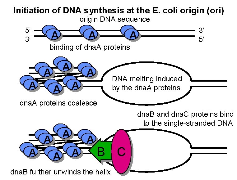 Initiation of DNA synthesis at the E. coli origin (ori) origin DNA sequence 5’