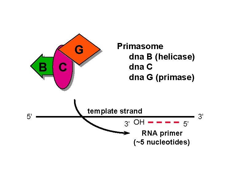 G B C 5’ Primasome dna B (helicase) dna C dna G (primase) template