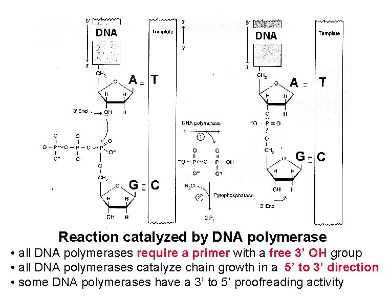 DNA Reaction catalyzed by DNA polymerase • all DNA polymerases require a primer with