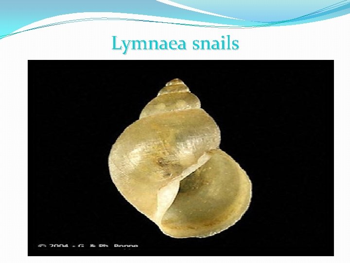 Lymnaea snails 