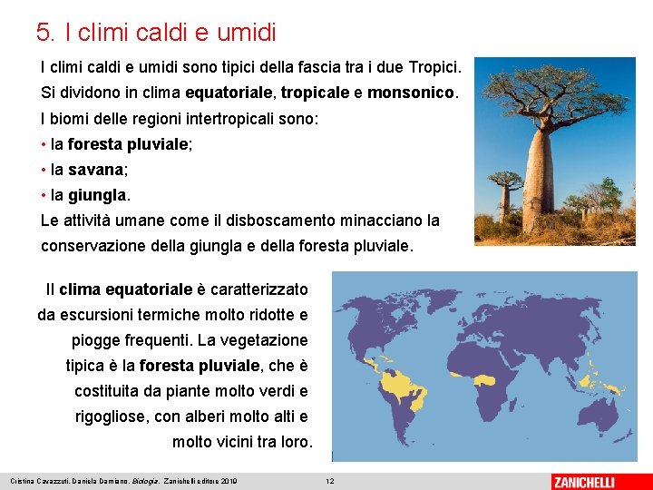 5. I climi caldi e umidi sono tipici della fascia tra i due Tropici.