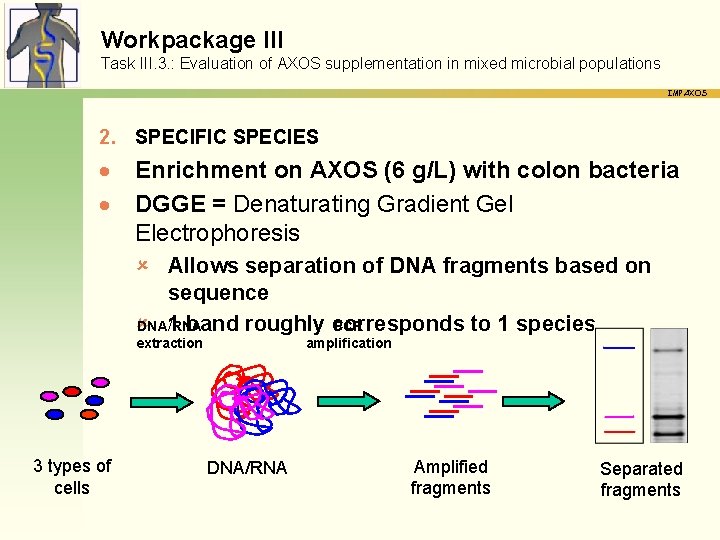 Workpackage III Task III. 3. : Evaluation of AXOS supplementation in mixed microbial populations