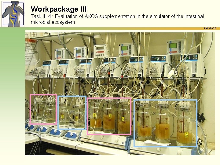 Workpackage III Task III. 4. : Evaluation of AXOS supplementation in the simulator of