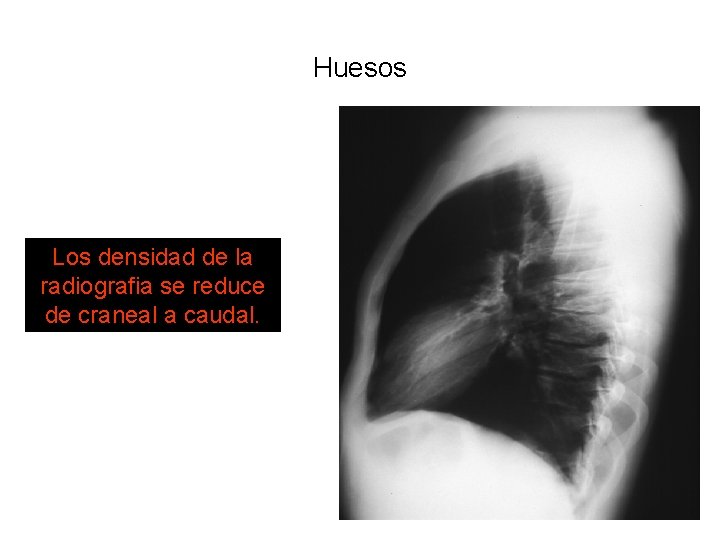 Huesos Los densidad de la radiografia se reduce de craneal a caudal. 