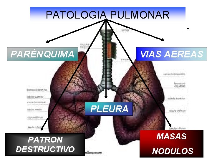 PATOLOGIA PULMONAR PARÉNQUIMA VIAS AEREAS PLEURA PATRON DESTRUCTIVO MASAS NODULOS 