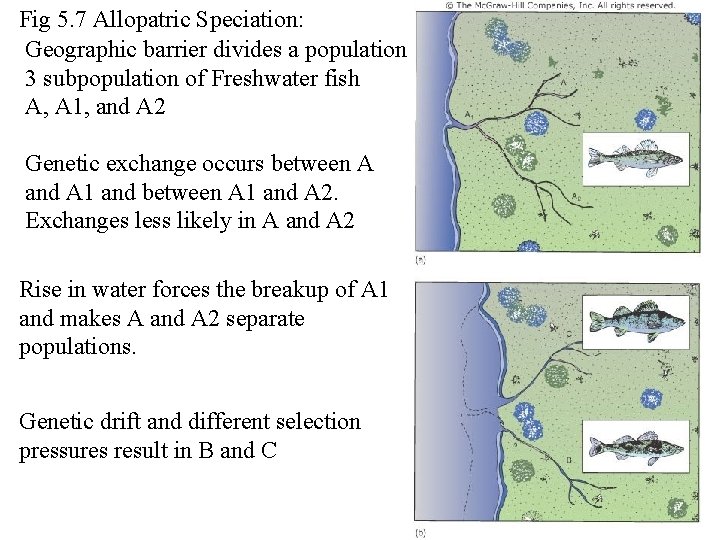 Fig 5. 7 Allopatric Speciation: Geographic barrier divides a population 3 subpopulation of Freshwater