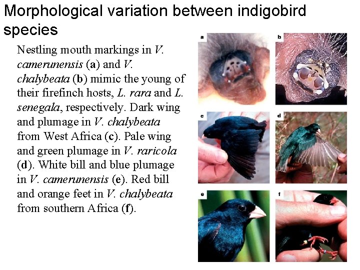 Morphological variation between indigobird species Nestling mouth markings in V. camerunensis (a) and V.