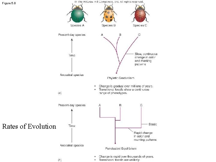 Figure 5. 8 Rates of Evolution 