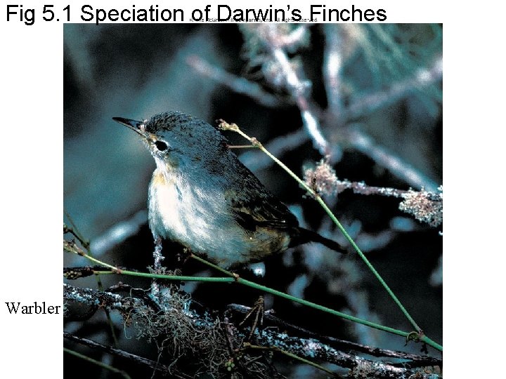 Fig 5. 1 Speciation of Darwin’s Finches Warbler 