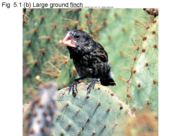 Fig 5. 1 (b) Large ground finch 