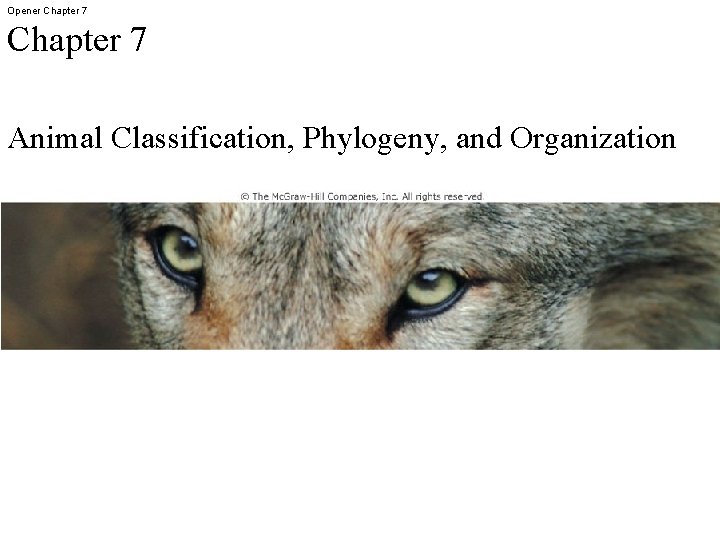 Opener Chapter 7 Animal Classification, Phylogeny, and Organization 