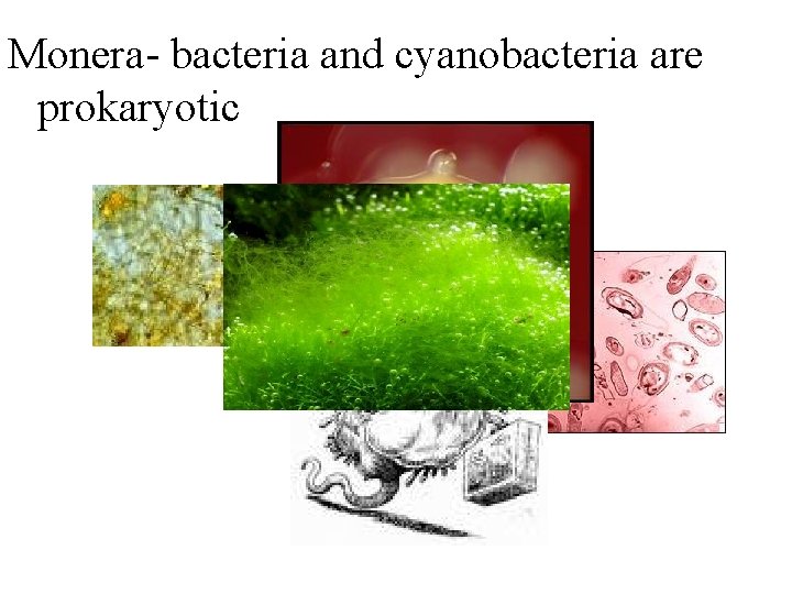 Monera- bacteria and cyanobacteria are prokaryotic 
