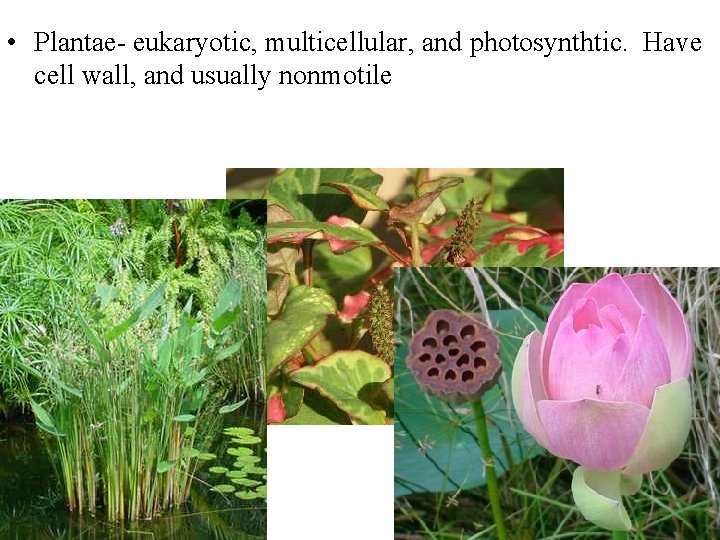  • Plantae- eukaryotic, multicellular, and photosynthtic. Have cell wall, and usually nonmotile 