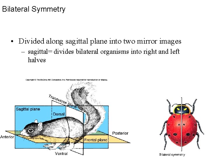 Bilateral Symmetry • Divided along sagittal plane into two mirror images – sagittal= divides