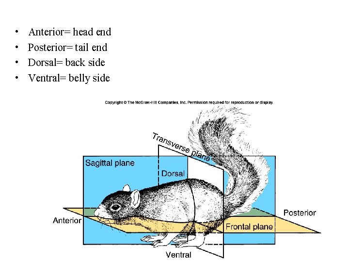  • • Anterior= head end Posterior= tail end Dorsal= back side Ventral= belly