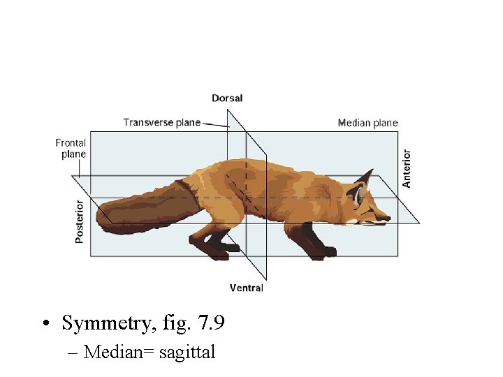  • Symmetry, fig. 7. 9 – Median= sagittal 