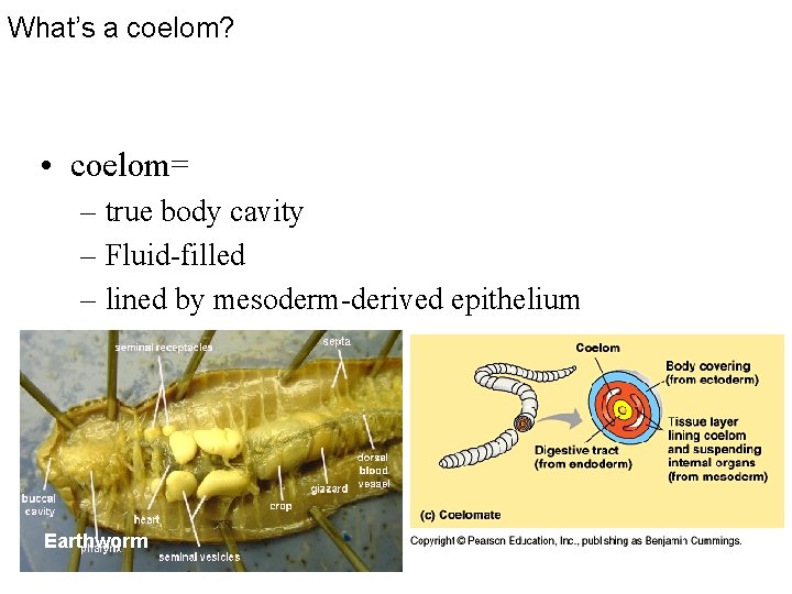 What’s a coelom? • coelom= – true body cavity – Fluid-filled – lined by