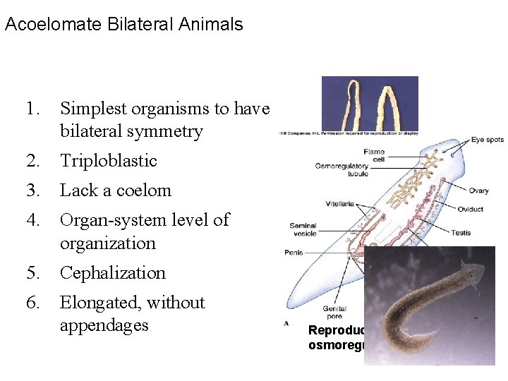 Acoelomate Bilateral Animals 1. Simplest organisms to have bilateral symmetry 2. Triploblastic 3. Lack