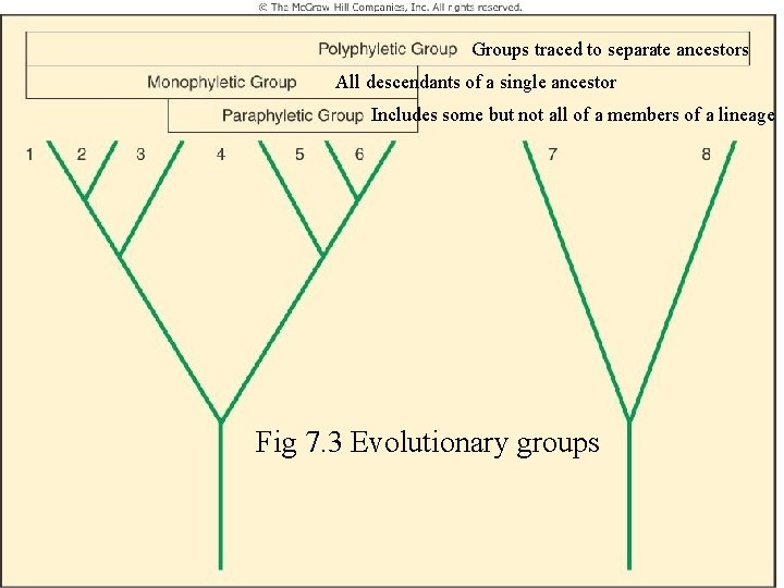 Figure 7. 3 Groups traced to separate ancestors All descendants of a single ancestor