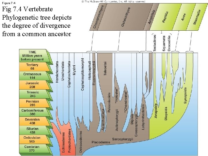 Figure 7. 4 Fig 7. 4 Vertebrate Phylogenetic tree depicts the degree of divergence