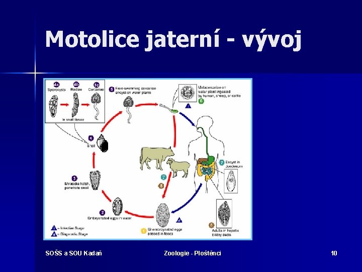 Motolice jaterní - vývoj SOŠS a SOU Kadaň Zoologie - Ploštěnci 10 