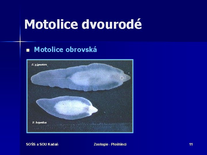 Motolice dvourodé n Motolice obrovská SOŠS a SOU Kadaň Zoologie - Ploštěnci 11 