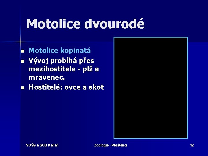 Motolice dvourodé n n n Motolice kopinatá Vývoj probíhá přes mezihostitele - plž a