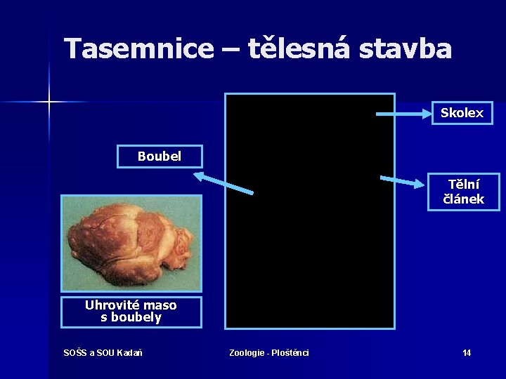 Tasemnice – tělesná stavba Skolex Boubel Tělní článek Uhrovité maso s boubely SOŠS a