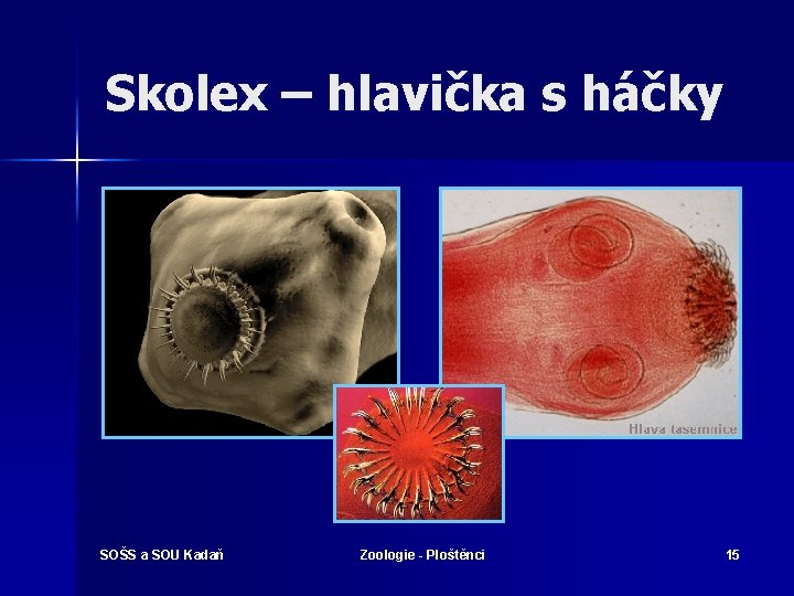 Skolex – hlavička s háčky SOŠS a SOU Kadaň Zoologie - Ploštěnci 15 