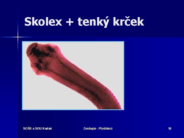 Skolex + tenký krček SOŠS a SOU Kadaň Zoologie - Ploštěnci 16 
