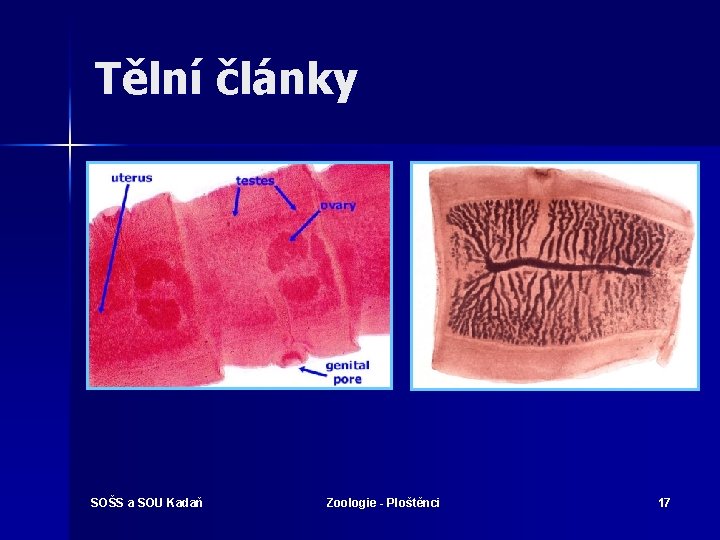 Tělní články SOŠS a SOU Kadaň Zoologie - Ploštěnci 17 