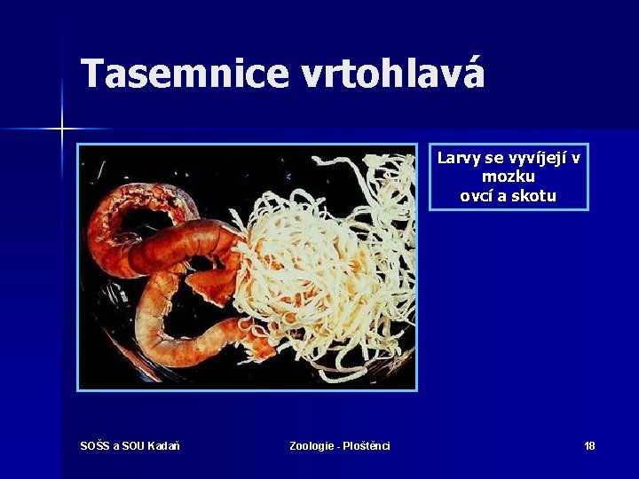 Tasemnice vrtohlavá Larvy se vyvíjejí v mozku ovcí a skotu SOŠS a SOU Kadaň